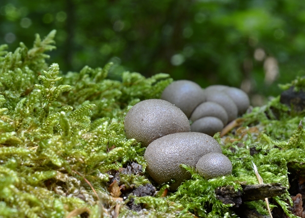 vlčinka Lycogala sp.