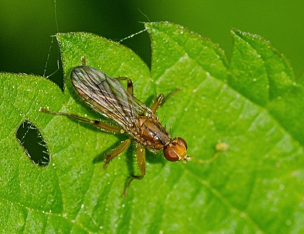 lajniarka Norellisoma spinimanum