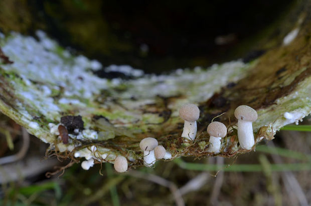 rohovinovka obyčajná Onygena equina (Willd.) Pers.