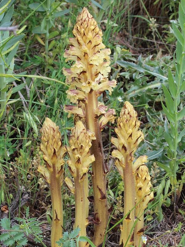 záraza sieťnatá Orobanche reticulata Wallr.