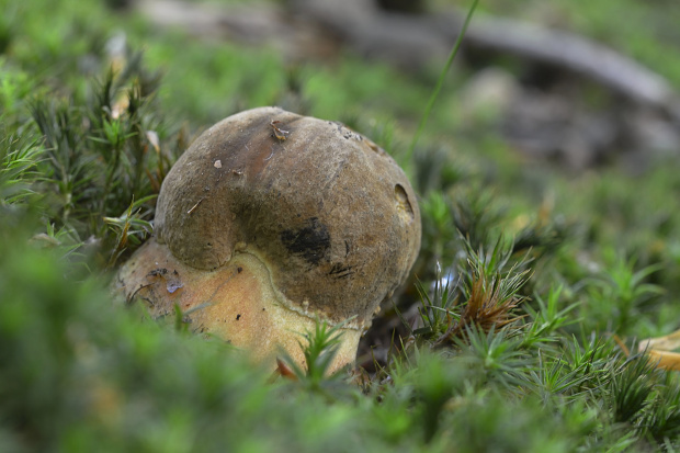 hríb zrnitohlúbikový Sutorius luridiformis (Rostk.) G. Wu & Zhu L. Yang