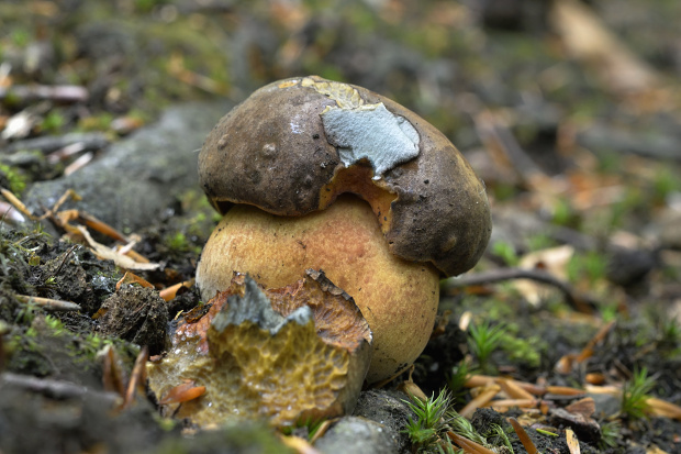 hríb zrnitohlúbikový Sutorius luridiformis (Rostk.) G. Wu & Zhu L. Yang