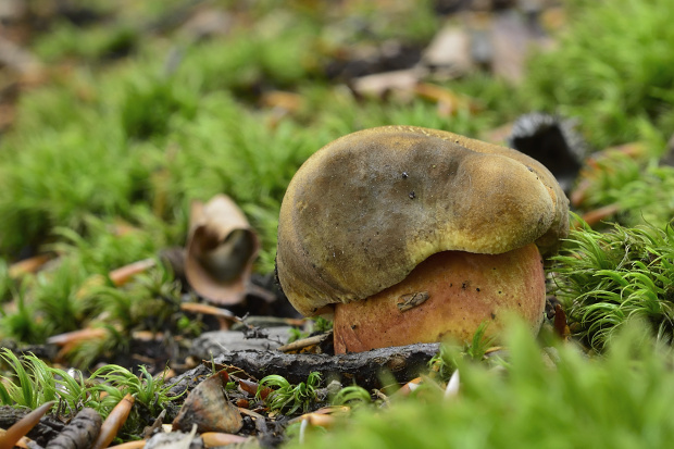 hríb zrnitohlúbikový Sutorius luridiformis (Rostk.) G. Wu & Zhu L. Yang