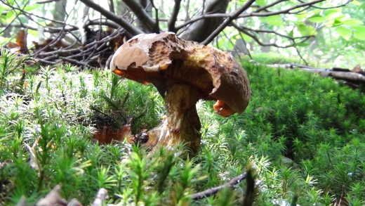 hríb zrnitohlúbikový Sutorius luridiformis (Rostk.) G. Wu & Zhu L. Yang