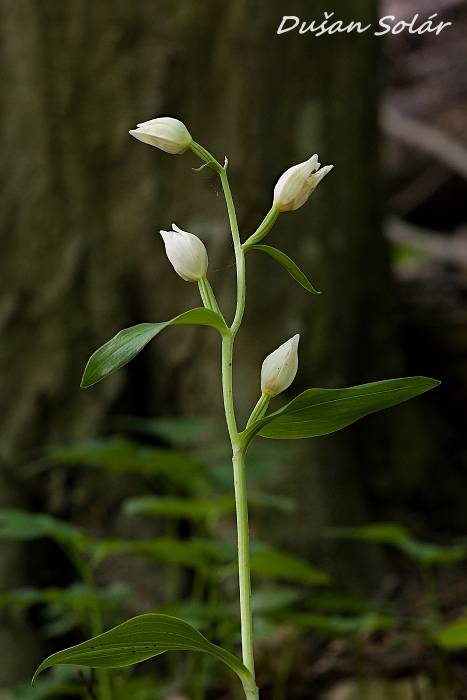 prilbovka biela Cephalanthera damasonium (Mill.) Druce