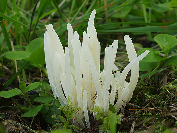 kyjačik lámavý Clavaria fragilis Holmsk.