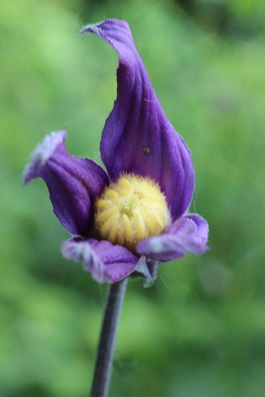 plamienok celistvolistý Clematis integrifolia L.