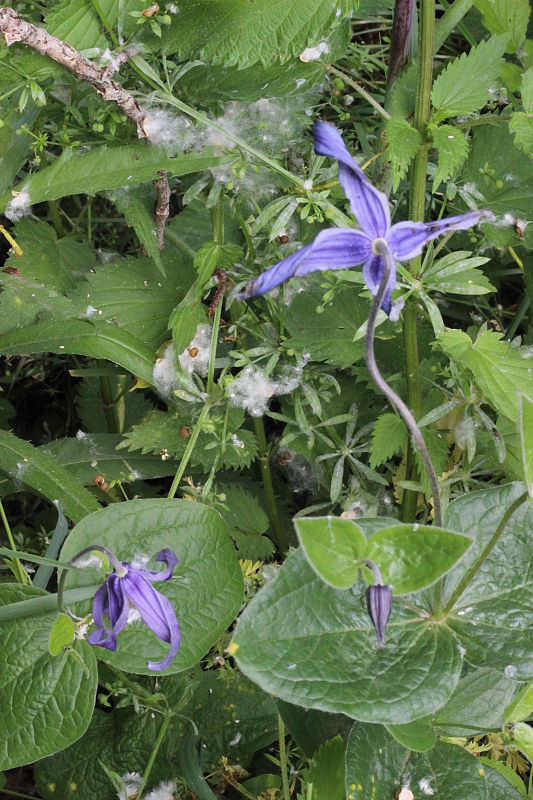 plamienok celistvolistý Clematis integrifolia L.