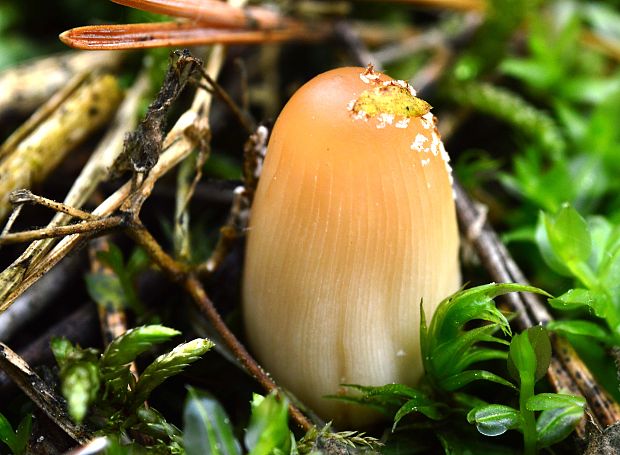 hnojník chlpatý Coprinopsis lagopus (Fr.) Redhead, Vilgalys & Moncalvo