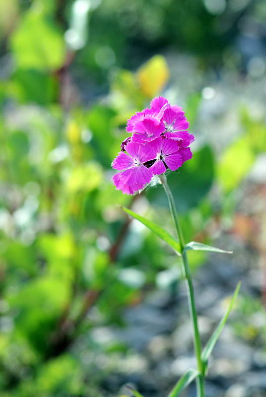 klinček kartuziánsky Dianthus carthusianorum L.