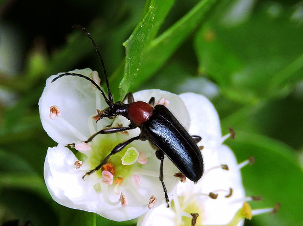 fuzáč  Dinoptera collaris