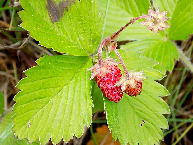 jahoda obyčajná Fragaria vesca L.