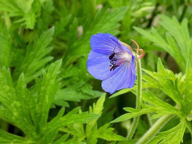 pakost lúčny Geranium pratense L.