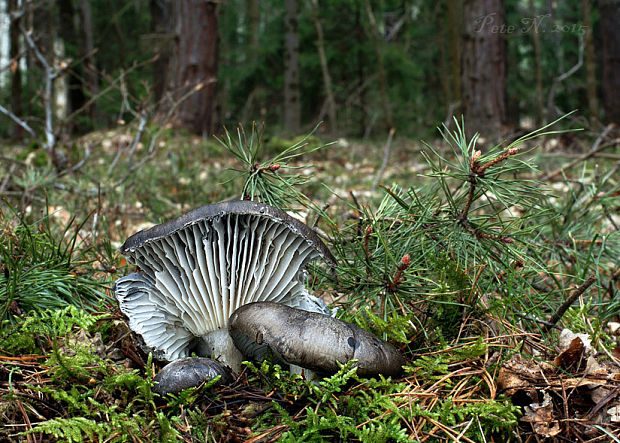 šťavnačka marcová Hygrophorus marzuolus (Fr.) Bres.