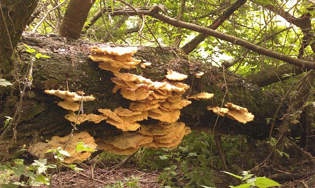 sirovec obycajny Laetiporus sulphureus (Bull.) Murrill