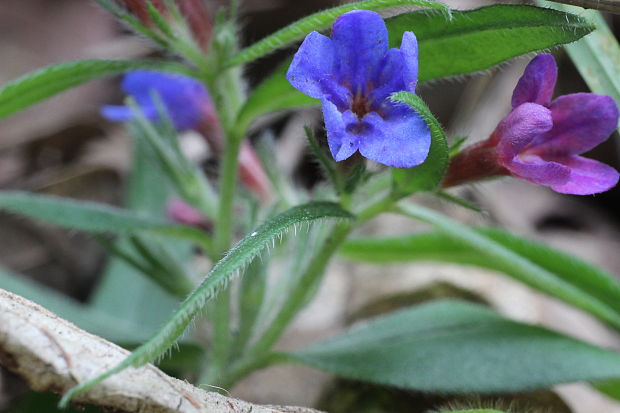 kamienka modropurpurová Lithospermum purpurocaeruleum L.