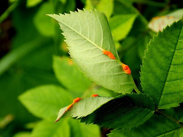 Phragmidium sp.