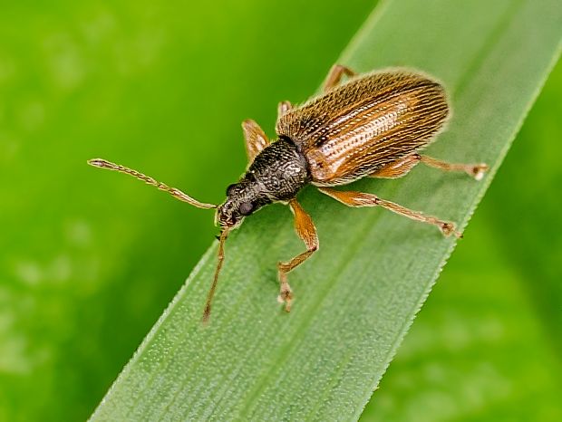 nosánik Phyllobius oblongus