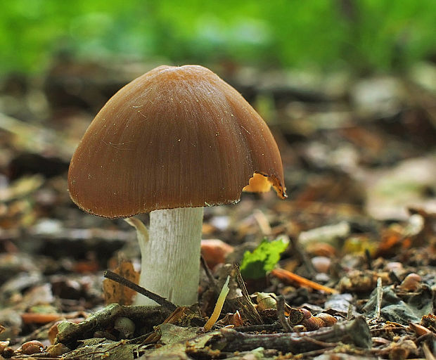 drobuľka Psathyrella sp.