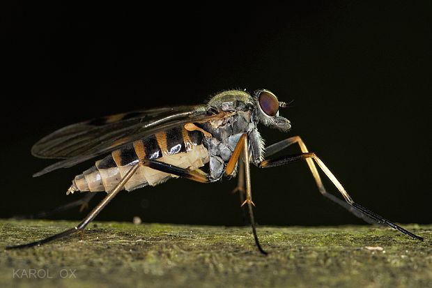 strehúň Rhagio maculatus