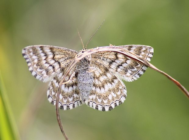 piadica kockovaná Scopula immorata