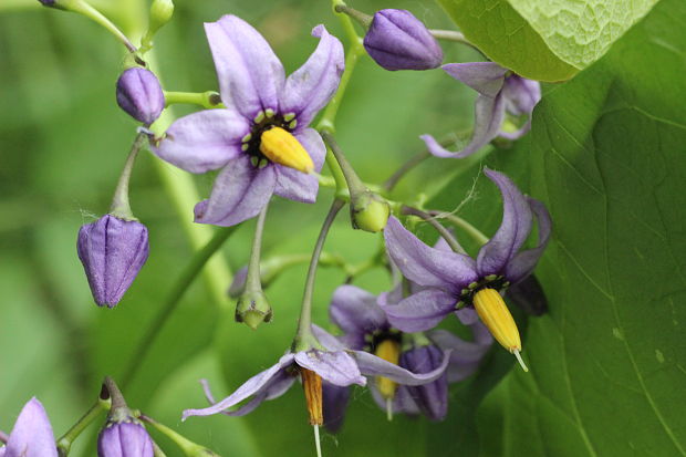 ľuľok sladkohorký Solanum dulcamara L.