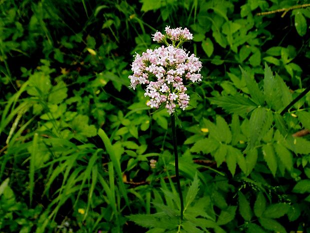 valeriána lekárska Valeriana officinalis L.