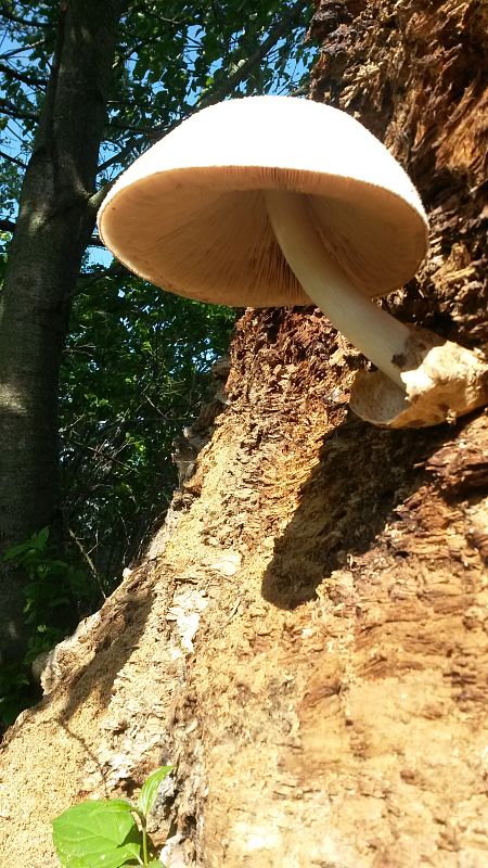 pošvovec stromový Volvariella bombycina (Schaeff.) Singer