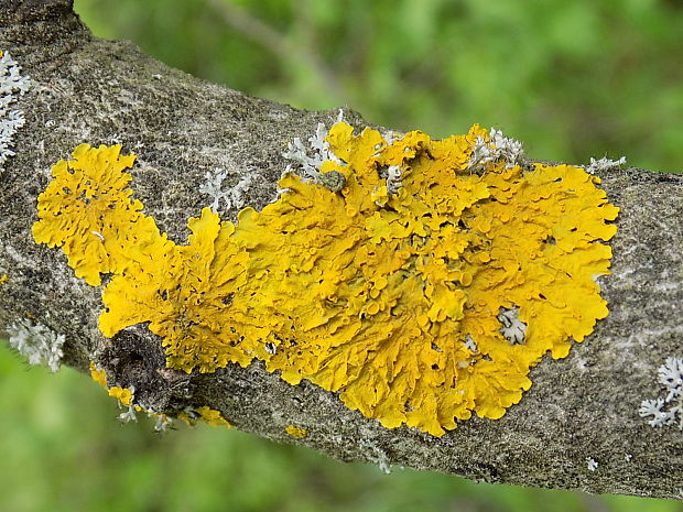 diskovník múrový Xanthoria parietina var. parietina