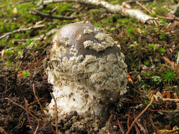 muchotrávka hrubá Amanita excelsa (Fr.) Bertill.