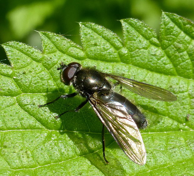 pestrica Cheilosia variabilis