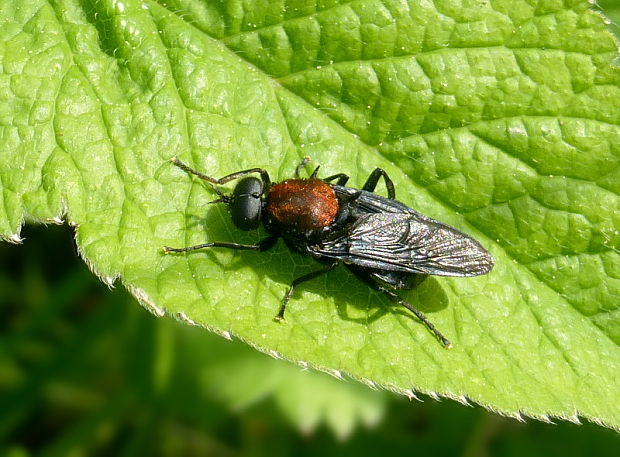 bránivka Clitellaria ephippium