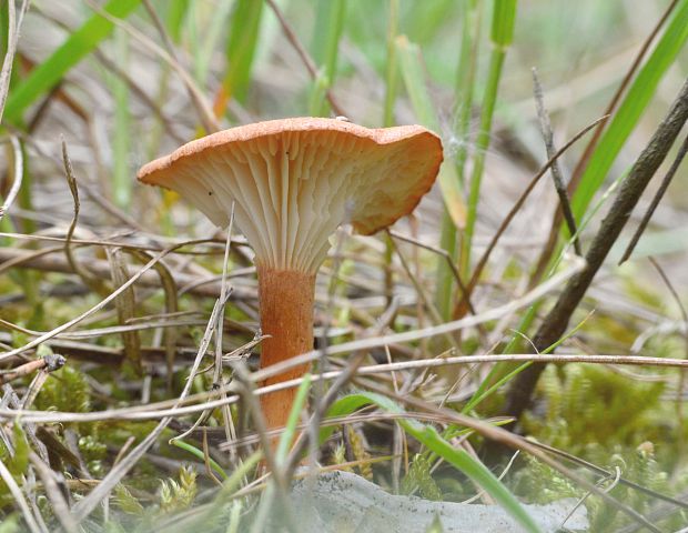 strmuľka Clitocybe sp.