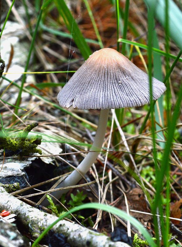 hnojník chlpatý Coprinopsis lagopus (Fr.) Redhead, Vilgalys & Moncalvo