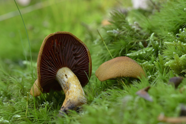 pavučinovec krvavolupeňový Cortinarius semisanguineus (Fr.) Gillet