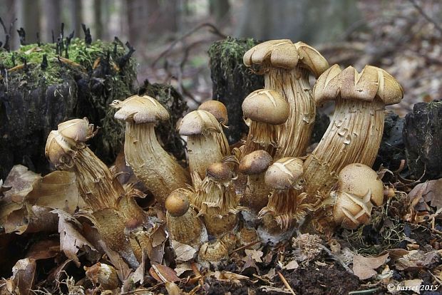 šupinačka menlivá Kuehneromyces mutabilis (Schaeff.) Singer & A.H. Sm.