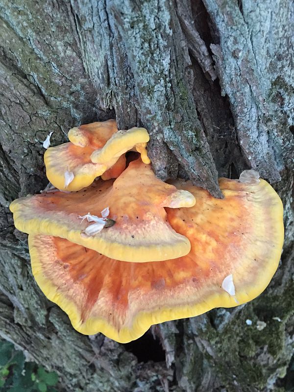 sírovec obyčajný Laetiporus sulphureus (Bull.) Murrill