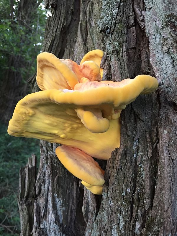 sírovec obyčajný Laetiporus sulphureus (Bull.) Murrill