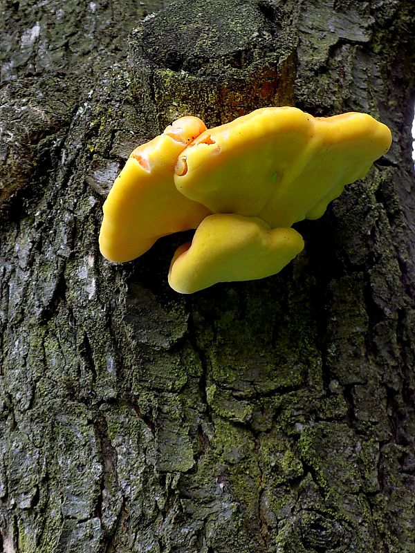 sírovec obyčajný Laetiporus sulphureus (Bull.) Murrill