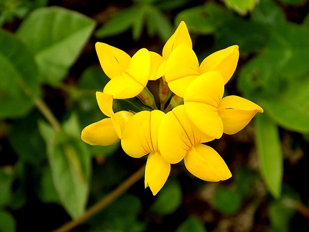 ľadenec rožkatý Lotus corniculatus L.