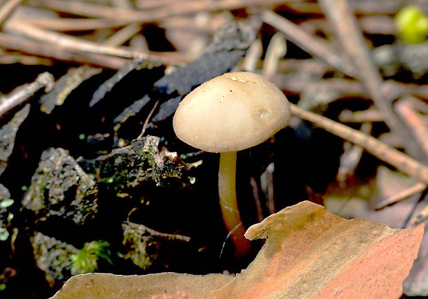 tanečnica fialovosivá karpatská Marasmius wynnei (Kalchbr.) Antonín