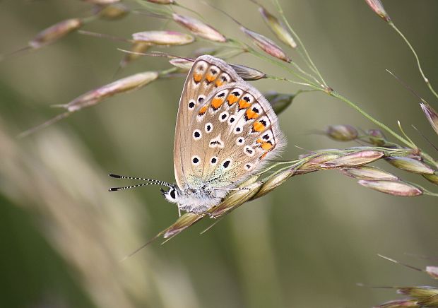 modráčik obyčajný  Polyommatus icarus