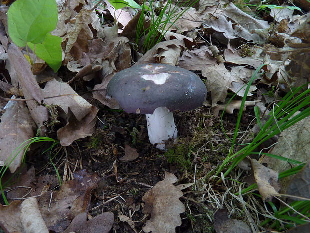 plávka strakatá Russula grisea Fr.