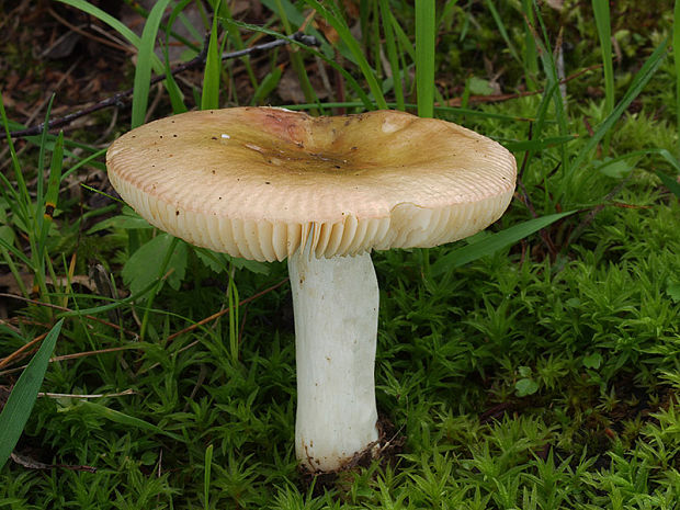 plávka rôznofarebná Russula versicolor Jul. Schäff.