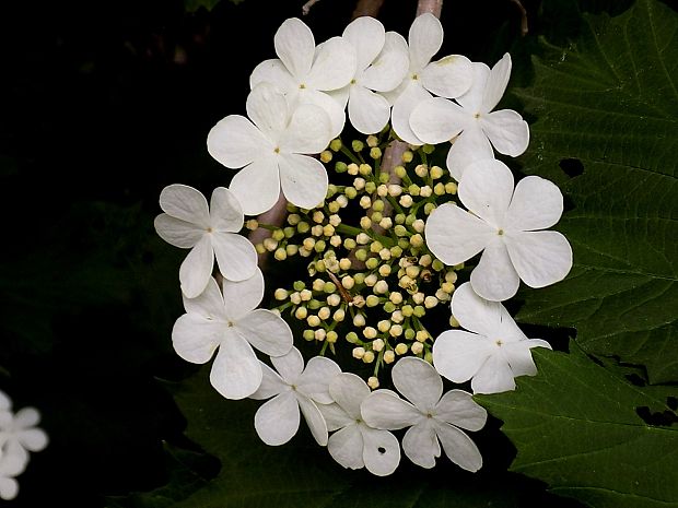 kalina obyčajná Viburnum opulus L.