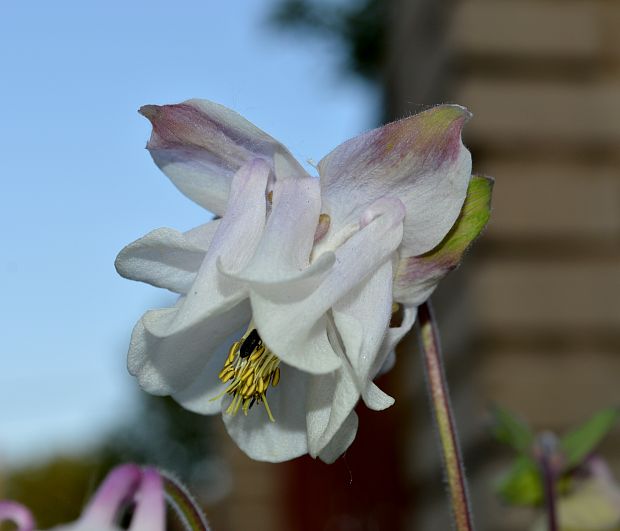 orlíček obyčajný   Aquilegia vulgaris L.