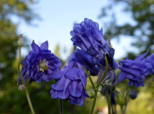 orlíček obyčajný   Aquilegia vulgaris L.