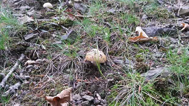 muchotrávka červenkastá Amanita rubescens Pers.