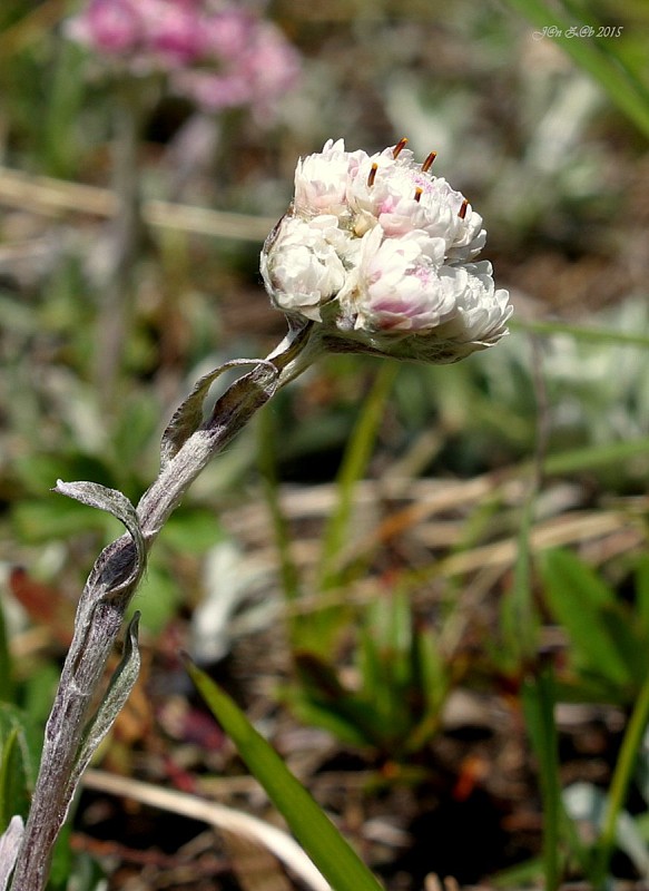 plešivec dvojdomý Antennaria dioica (L.) Gaertn.