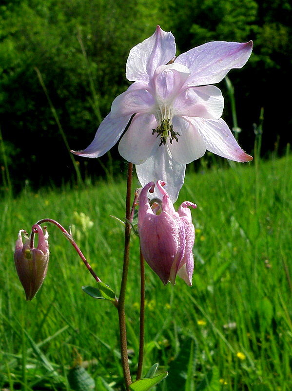 orlíček obyčajný Aquilegia vulgaris L.